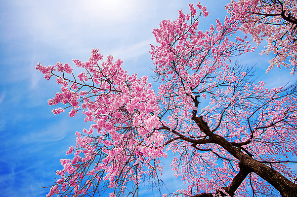 포토 JPG 해외이미지 나무 식물 계절 꽃 분홍색 백그라운드 꽃무늬 과일 자연 친절 서울 한국 동양인 사람없음 정원 일본 축제 봄 벚꽃 흰색 나뭇가지 신선 개화 체리 닫기 4월 묘사 부드러움 내추럴 블러 해외202004 해외포토 아시아 컬러 무늬 모션 인종 감각 날짜 생태계 파일형식