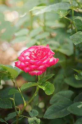 포토 JPG 해외이미지 식물 꽃잎 꽃 줄기 분홍색 잎 꽃무늬 자연 발렌타인데이 사람없음 야외 초록색 햇빛 장미 정원 벚꽃 내추럴 해외202004 해외포토 컬러 무늬 데이이벤트 태양 생태계 파일형식