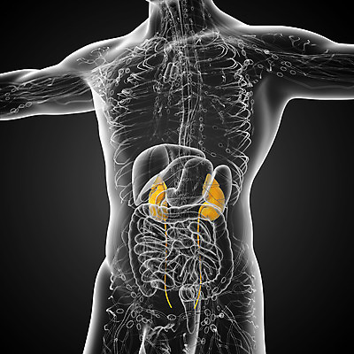 포토 JPG 해외이미지 과학 신체 해부 건강 사람 사람없음 파란색 오르간 신장 방광 궤 해외202004 해외포토 컬러 의학 건반악기 비뇨기관 파일형식