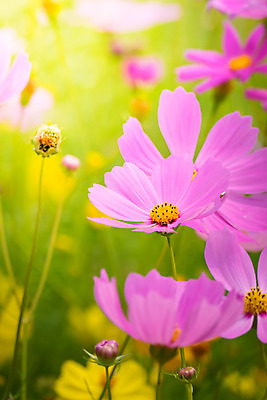 포토 JPG 해외이미지 주간 식물 꽃 분홍색 꽃밭 자연 풍경 근접촬영 사람없음 야외 초록색 코스모스 해외202004 해외포토 자연요소 뷰포인트 컬러 생태계 파일형식