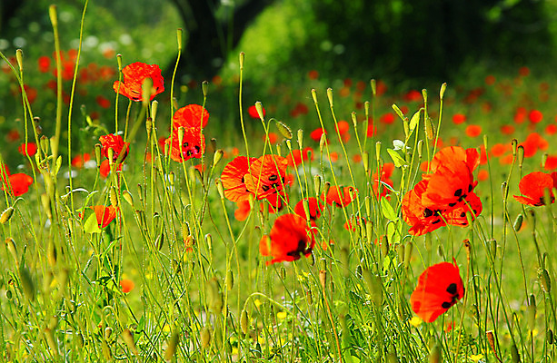 포토 JPG 해외이미지 식물 계절 공원 꽃 밭 농업 풍경 잔디 초원 사람없음 야외 빨간색 여름 봄 들꽃 벚꽃 개화 허브 화단 양귀비 해외202004 해외포토 공공시설 산업 컬러 파일형식