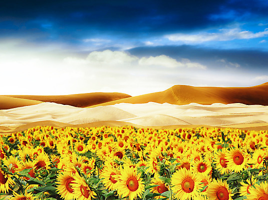 포토 JPG 해외이미지 캐릭터 꽃 컨셉 밭 농업 하늘 해바라기 풍경 초원 사람없음 야외 여름 빛 햇빛 태양 맑음 일몰 사막 벚꽃 모래언덕 해외202004 해외포토 자연요소 식물 계절 산업 날씨 노을 언덕 파일형식