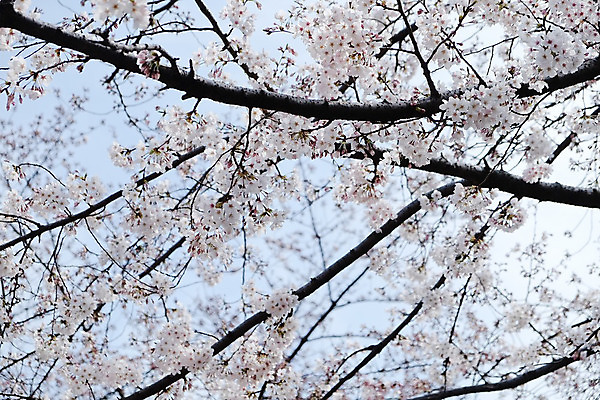 포토 JPG 해외이미지 꽃잎 사람없음 야외 봄 벚꽃 벚나무 해외202004 해외포토 나무 계절 꽃 파일형식