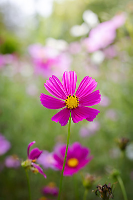 포토 JPG 해외이미지 주간 식물 꽃 분홍색 꽃밭 자연 풍경 근접촬영 사람없음 야외 초록색 코스모스 해외202004 해외포토 자연요소 뷰포인트 컬러 생태계 파일형식