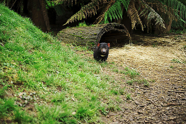 포토 JPG 해외이미지 동물 사람없음 호주 주머니곰 해외202004 해외포토 포유류 오세아니아 파일형식