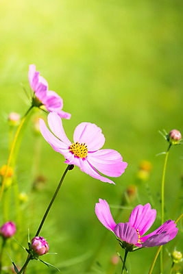 포토 JPG 해외이미지 주간 식물 꽃 분홍색 꽃밭 자연 풍경 근접촬영 사람없음 야외 초록색 코스모스 해외202004 해외포토 자연요소 뷰포인트 컬러 생태계 파일형식