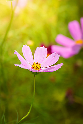 포토 JPG 해외이미지 주간 식물 꽃 분홍색 꽃밭 자연 풍경 근접촬영 사람없음 야외 초록색 코스모스 해외202004 해외포토 자연요소 뷰포인트 컬러 생태계 파일형식