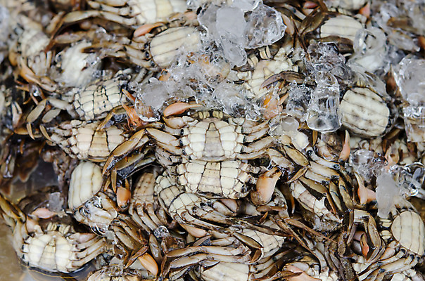 포토 JPG 해외이미지 음식 갑각류 사람없음 식사 흰색 신선 그룹 시장 해산물 질감 날것 생식 해외202004 해외포토 동물 컬러 파일형식