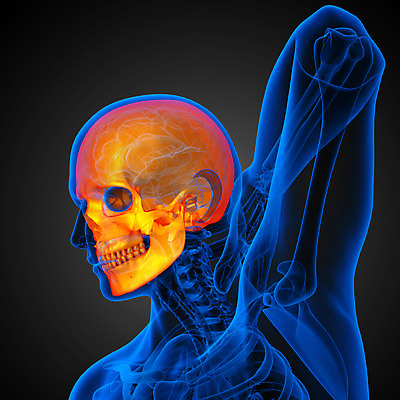 포토 JPG 해외이미지 해부 뼈 골격 건강 사람 사람없음 머리 죽음 턱 해골모형 해외202004 해외포토 의학 신체부위 모형 파일형식