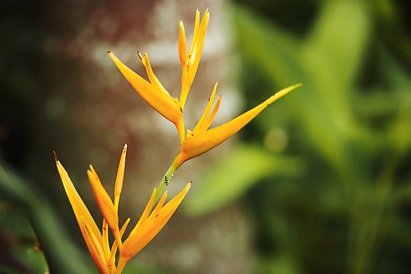 포토 JPG 해외이미지 식물 계절 꽃 백그라운드 꽃무늬 오렌지 자연 조류 추상 사람없음 컬러풀 환경 활발 벚꽃 신선 원예 내추럴 특별함 파라다이스 해외202004 해외포토 동물 컬러 컨셉 무늬 과일 취미 생태계 파일형식
