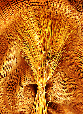 포토 JPG 해외이미지 식물 계절 음식 빵 줄기 꽃다발 백그라운드 꽃무늬 농업 자연 추상 휴가 건조 옥수수 씨앗 사람없음 여름 농작물 갈색 노란색 수확 가을 황금 낟알 시리얼 밀 천 삼베 오브젝트 활 유기농 질감 보리 귀 캔버스 자루 추수감사절 밀짚 내추럴 숙성 호밀 해외202004 해외포토 웰빙 꽃 산업 기독교 컬러 무늬 곡류 신체부위 직물 짚 생태계 파일형식 천_직물