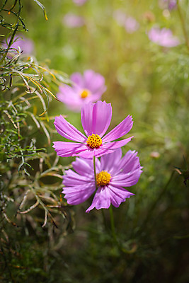 포토 JPG 해외이미지 주간 식물 꽃 분홍색 꽃밭 자연 풍경 근접촬영 사람없음 야외 초록색 코스모스 해외202004 해외포토 자연요소 뷰포인트 컬러 생태계 파일형식
