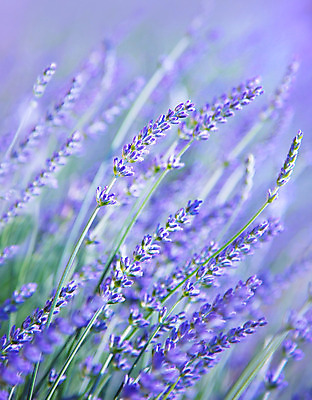 포토 JPG 해외이미지 식물 꽃 유럽 백그라운드 꽃무늬 밭 농업 자연 추상 초원 사람없음 야외 초록색 여름 농장 정원 보라색 들꽃 프랑스 수확 벚꽃 시골 신선 개화 닫기 선택 허브 제비꽃 관목 묘사 향기 아로마 부드러움 라벤더 라일락 내추럴 해외202004 해외포토 나무 계절 나라 산업 컬러 컨셉 무늬 모션 감각 생태계 냄새 파일형식