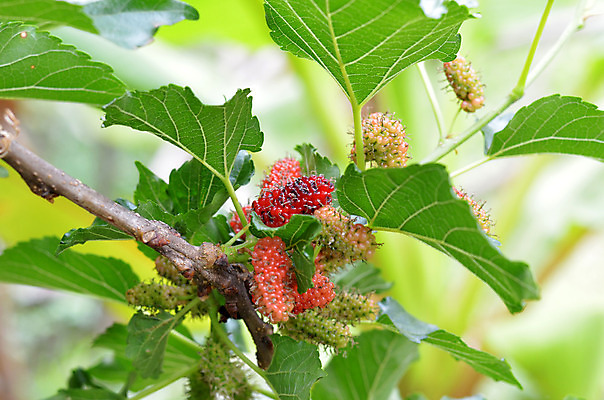 포토 JPG 해외이미지 열매 잎 밭 농업 다이어트 과일 자연 디저트 건강 사람없음 초록색 여름 컬러풀 케이크 보라색 요리사 시장 맛 잼 지중해 먹기 유기농 숙성 채식주의자 해외202004 해외포토 식물 직업 웰빙 계절 산업 음식 바다 컬러 컨셉 모션 소스_음식 생태계 채식 파일형식
