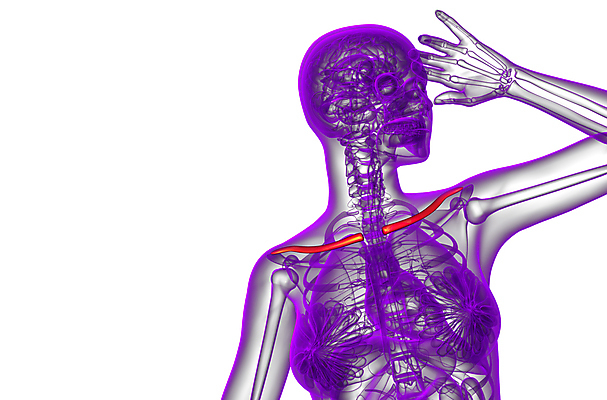 포토 JPG 해외이미지 해부 뼈 골격 사람없음 가슴 척추 어깨 새장 몸통 갈비뼈 궤 해외202004 해외포토 의학 신체부위 케이지 파일형식