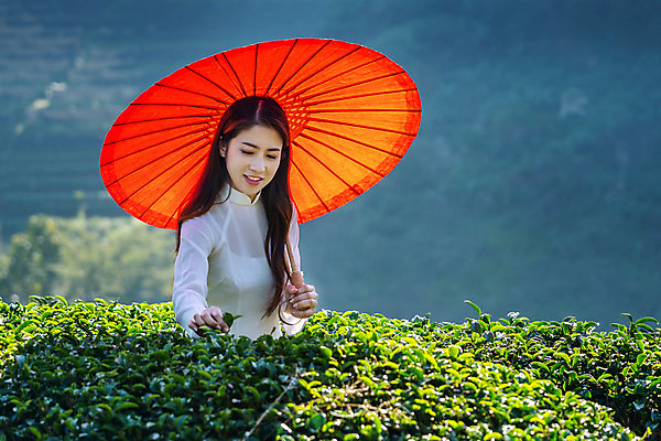 포토 JPG 해외이미지 나무 식물 전통 드레스 여자 행복 아시아 문화 얼굴 여행 밭 농업 태국 자연 딸기 아침 산 한명 미소 사람 동양인 풍경 초록색 농장 정원 안개 신선 차 베트남 해외202004 해외포토 주간 1 옷 감정 나라 산업 음료 컬러 과일 날씨 표정 인종 신체부위 동남아시아 생태계 파일형식 자연요소