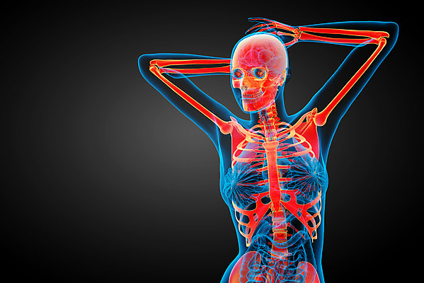 포토 JPG 해외이미지 해부 뼈 골격 엑스레이 건강 사람 사람없음 3D 척추 관절 무릎 테라피 정형외과 해골모형 해외202004 해외포토 의학 병원 신체부위 뷰티 모형 디지털합성 파일형식