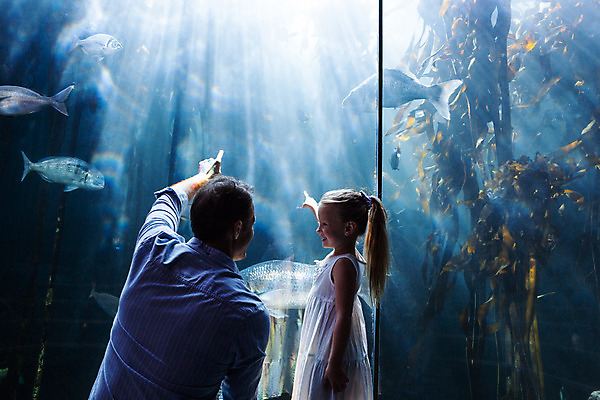 포토 JPG 해외이미지 동물 백인 라이프스타일 응시 여자 남자 딸 어린이 바다 40대 중년 자연 유리 실내 사랑 어류 두명 물 파란색 빛 부모 환경 수중 수영 관찰 아빠 큼 호기심 생물학 수족관 해외202004 해외포토 자연요소 서양인 시선 교육 감정 컬러 컨셉 가족 모션 재질 사람 성인 내부 생활 수중동물 수상스포츠 크기 생태계 파일형식