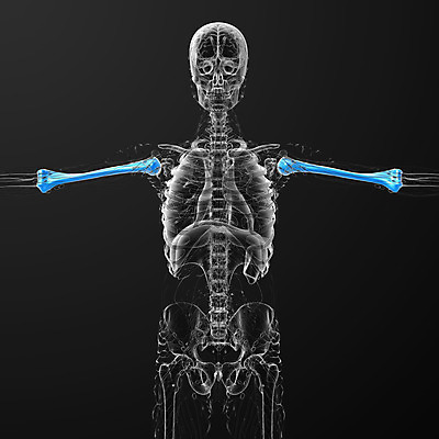 포토 JPG 해외이미지 신체 해부 뼈 건강 미술 사람 사람없음 파란색 컴퓨터 3D 검은색 생물학 팔 해외202004 해외포토 교육 컬러 의학 문화예술 신체부위 전자제품 디지털합성 파일형식