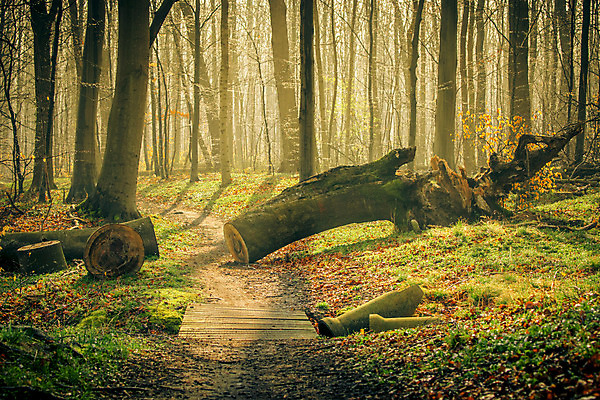포토 JPG 해외이미지 나무 식물 계절 공원 꽃 백그라운드 잎 밭 자국 자연 풍경 초원 사람없음 야외 목재 초록색 여름 빛 햇빛 태양 환경 맑음 봄 전원 시골 신선 숲 오솔길 장면 마법 내추럴 생태학 그리너리 효과 해외202004 해외포토 자연요소 공공시설 교육 길 컬러 농업 재료 날씨 전기에너지 생태계 파일형식 트랜드컬러