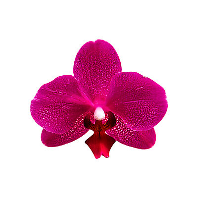 포토 JPG 해외이미지 식물 디자인 꽃잎 꽃 분홍색 꽃다발 잎 꽃무늬 패턴 자연 추상 사람없음 장식 환경 정원 보라색 봄 낭만 벚꽃 흰색 나뭇가지 시골 난초 우아함 닫기 배열 제비꽃 네덜란드 보케 호접란 향 내추럴 해외202004 해외포토 나무 계절 유럽 컬러 컨셉 무늬 모션 생태계 파일형식