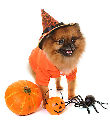 포토 JPG 해외이미지 동물 호박 사람없음 반려동물 갈색 검은색 할로윈 개 강아지 흰배경 옷입기 거미 솜털 포메라니안 해외202004 해외포토 컬러 곤충 백그라운드 채소 포유류 모션 흰색 파일형식