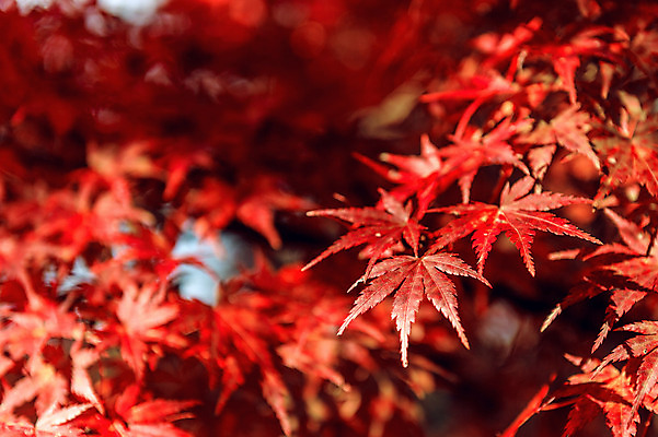 포토 JPG 해외이미지 나무 식물 계절 공원 여행 백그라운드 단풍 잎 오렌지 자연 벽지 하늘 추상 서울 한국 풍경 사람없음 야외 목재 빨간색 초록색 파란색 빛 컬러풀 햇빛 노란색 환경 정원 일본 맑음 활발 가을 나뭇가지 신선 황금 숲 질감 장면 내추럴 해외202004 해외포토 공공시설 아시아 컬러 컨셉 무늬 과일 재료 날씨 태양 생태계 파일형식
