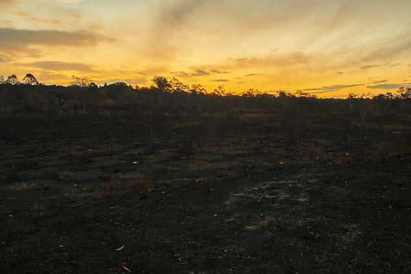 포토 JPG 해외이미지 나무 자연 불 불꽃 사람없음 환경 손상 연기 숲 위험 해외202004 해외포토 자연요소 식물 컨셉 생태계 파일형식