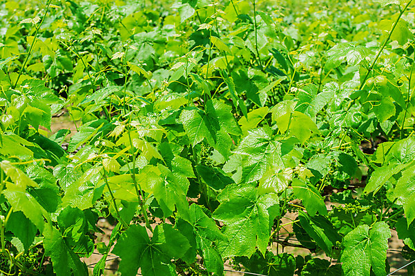 포토 JPG 해외이미지 식물 구름 백그라운드 잎 공장 자연 하늘 포도 한국 사람없음 초록색 여름 파란색 빛 태양 맑음 흰색 나뭇가지 신선 닫기 다발 유기농 레이아웃 포도밭 포도나무 메를로 숙성 양조장 해외202004 해외포토 자연요소 나무 웰빙 계절 아시아 컬러 밭 과일 공업 모션 날씨 과일나무 생태계 파일형식