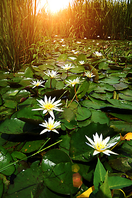 포토 JPG 해외이미지 식물 1 계절 꽃잎 꽃 호수 잎 꽃무늬 자연 휴식 사람없음 야외 초록색 물 반사 노란색 정원 침묵 벚꽃 흰색 저수지 연못 개화 순수 묘사 명상 희생 내추럴 숭배 해외202004 해외포토 자연요소 컬러 컨셉 무늬 소리 생태계 파일형식