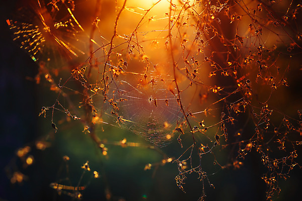 포토 JPG 해외이미지 나무 동물 계절 공원 곤충 백그라운드 오렌지 자연 아침 날씨 사람없음 야외 목재 빛 햇빛 태양 일출 환경 정원 맑음 웹 일몰 봄 그물 네트워크 황무지 실 닫기 숲 거미줄 묘사 질감 거미 공상 마법 올가미 내추럴 삼림지대 생태학 해외202004 해외포토 주간 자연요소 식물 공공시설 교육 인터넷 과일 재료 모션 노을 생태계 파일형식