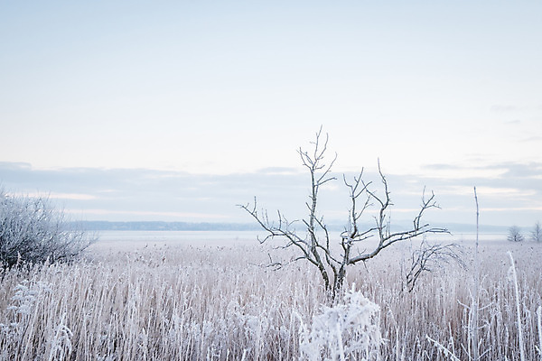 포토 JPG 해외이미지 나무 계절 겨울 하늘 덴마크 풍경 사람없음 야외 추위 흰색 나뭇가지 시원함 12월 1월 2월 스칸디나비아 해외202004 해외포토 식물 컬러 북유럽 날짜 파일형식