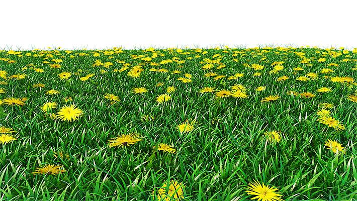 포토 JPG 해외이미지 식물 디자인 풍경 잔디 사람없음 초록색 봄 민들레 해외202004 해외포토 계절 꽃 컬러 파일형식