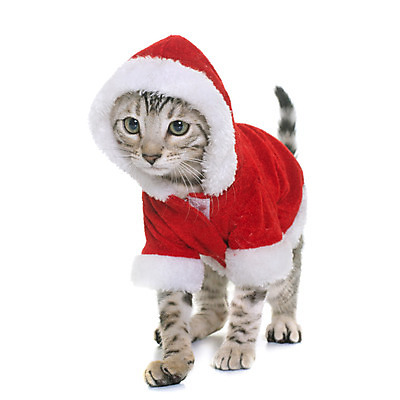 포토 JPG 해외이미지 동물 컨셉 크리스마스 산타옷 사람없음 빨간색 반려동물 고양이 회색 유머 은색 흰배경 이벤트의상 해외202004 해외포토 옷 기념일 감정 컬러 백그라운드 포유류 흰색 파일형식