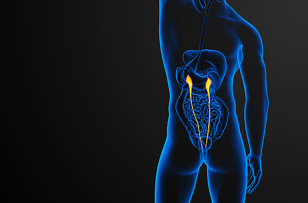 포토 JPG 해외이미지 해부 엑스레이 건강 사람 사람없음 3D 오르간 신장 생물학 해외202004 해외포토 교육 의학 건반악기 비뇨기관 디지털합성 파일형식