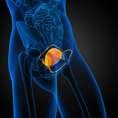포토 JPG 해외이미지 해부 건강 사람 사람없음 검은색 오르간 신장 생물학 순환 몸통 방광 해외202004 해외포토 교육 컬러 의학 모션 신체부위 건반악기 비뇨기관 파일형식