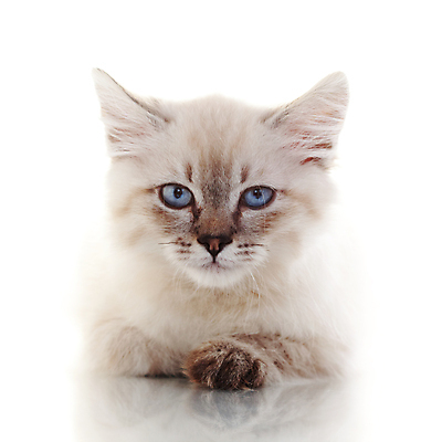 포토 JPG 해외이미지 한마리 사람없음 반려동물 귀여움 고양이 해외202004 네바마스커레이드 해외포토 동물 1 컨셉 포유류 파일형식