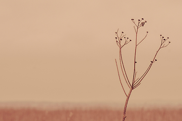 포토 JPG 해외이미지 식물 계절 꽃 줄기 백그라운드 잎 꽃무늬 밭 농업 자연 추상 해바라기 건조 갈대 풍경 사람없음 야외 물 여름 갈색 노란색 쌓기 환경 수확 가을 시골 죽음 황금 큼 9월 유기농 질감 가뭄 시들음 내추럴 그런지 밭일 썩음 옛날 해외202004 해외포토 자연요소 웰빙 산업 컬러 무늬 모션 날씨 날짜 크기 생태계 파일형식