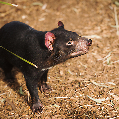 포토 JPG 해외이미지 동물 사람없음 호주 주머니곰 해외202004 해외포토 포유류 오세아니아 파일형식