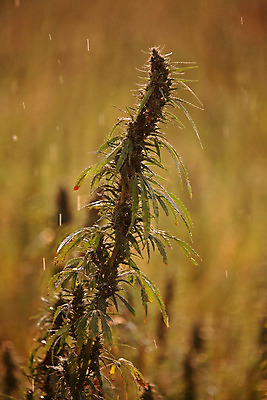 포토 JPG 해외이미지 계절 여행 캐나다 농업 풍경 사람없음 세로 여름 농작물 디지털 성장 시골 삼 밭일 해외202004 해외포토 산업 북아메리카 채소 파일형식