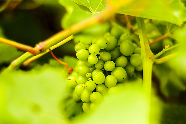 포토 JPG 해외이미지 식물 1 디자인 계절 음식 백그라운드 잎 농업 과일 자연 포도 프레임 건강 사람없음 장식 초록색 여름 햇빛 농장 우주 와인 수확 성장 가을 흰색 나뭇가지 시골 신선 화려 닫기 다발 묘사 원예 질감 포도밭 포도나무 내추럴 고립 밭일 숙성 양조장 국경 해외202004 해외포토 나무 산업 컬러 컨셉 밭 모션 주류 취미 태양 과일나무 생태계 파일형식