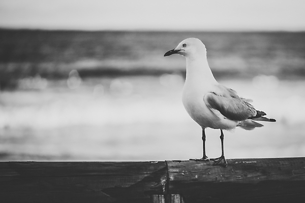 포토 JPG 해외이미지 동물 야생동물 바다 백그라운드 자연 갈매기 조류 흑백 사람없음 야외 물 내추럴 해외202004 해외포토 자연요소 촬영기법 생태계 파일형식