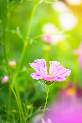 포토 JPG 해외이미지 주간 식물 꽃 분홍색 꽃밭 자연 풍경 근접촬영 사람없음 야외 초록색 코스모스 해외202004 해외포토 자연요소 뷰포인트 컬러 생태계 파일형식