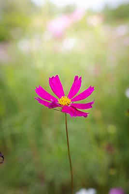 포토 JPG 해외이미지 주간 식물 꽃 분홍색 꽃밭 자연 풍경 근접촬영 사람없음 야외 초록색 코스모스 해외202004 해외포토 자연요소 뷰포인트 컬러 생태계 파일형식