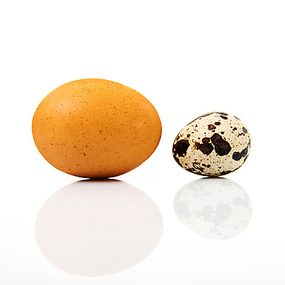 포토 JPG 해외이미지 동물 음식 백그라운드 컨셉 재료 건강 사람없음 계란 껍질 흰색 그룹 유기농 노른자 내추럴 고립 암탉 해외202004 해외포토 웰빙 컬러 알 닭 암컷 파일형식