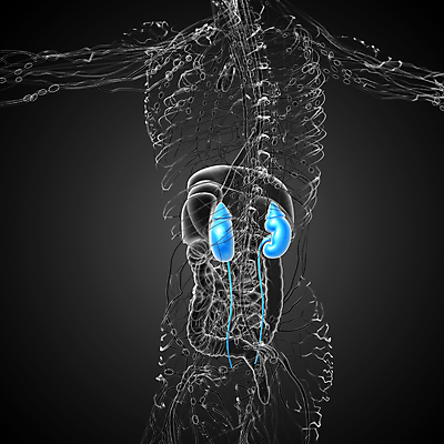 포토 JPG 해외이미지 과학 신체 해부 건강 사람 사람없음 파란색 오르간 신장 방광 염증 해외202004 해외포토 컬러 의학 건반악기 비뇨기관 질병 파일형식