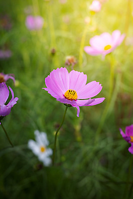 포토 JPG 해외이미지 주간 식물 꽃 분홍색 꽃밭 자연 풍경 근접촬영 사람없음 야외 초록색 코스모스 해외202004 해외포토 자연요소 뷰포인트 컬러 생태계 파일형식