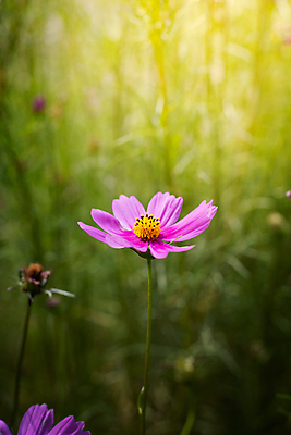 포토 JPG 해외이미지 주간 식물 꽃 분홍색 꽃밭 자연 풍경 근접촬영 사람없음 야외 초록색 코스모스 해외202004 해외포토 자연요소 뷰포인트 컬러 생태계 파일형식