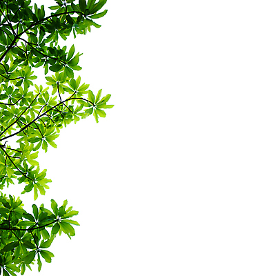 포토 JPG 해외이미지 나무 무료이미지 백그라운드 나뭇잎 사람없음 나뭇가지 흰배경 해외202004 해외포토 식물 잎 흰색 파일형식 무료콘텐츠