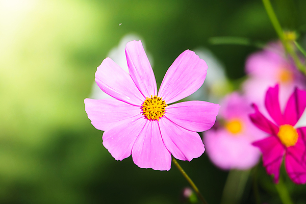 포토 JPG 해외이미지 주간 식물 꽃 분홍색 꽃밭 자연 풍경 근접촬영 사람없음 야외 초록색 코스모스 해외202004 해외포토 자연요소 뷰포인트 컬러 생태계 파일형식